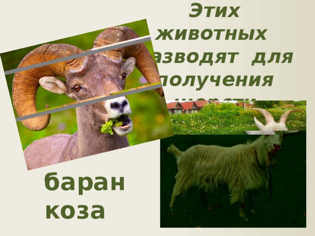 Этих животных разводят для получения шерсти баран коза