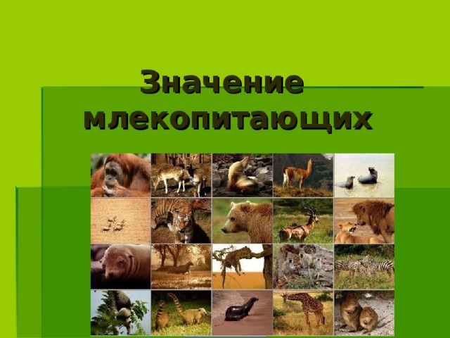 Значение  млекопитающих 5biologiya.net