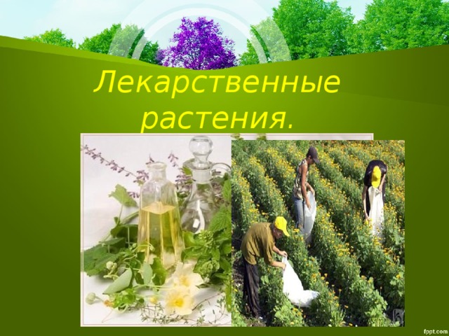 Лекарственные растения.