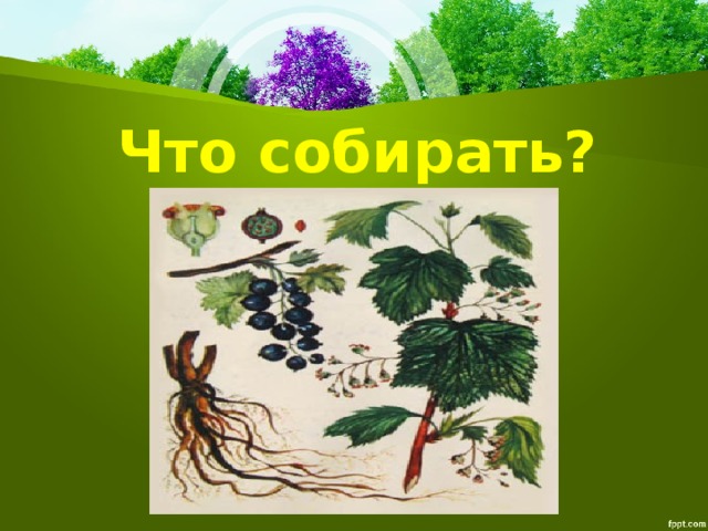 Лекарственные растения татарстана с картинками и названиями