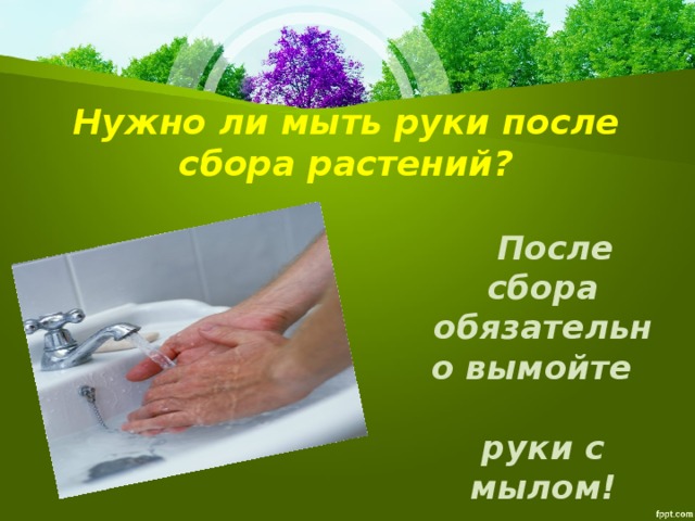 Нужно ли мыть руки после сбора растений?  После сбора обязательно вымойте руки с мылом!