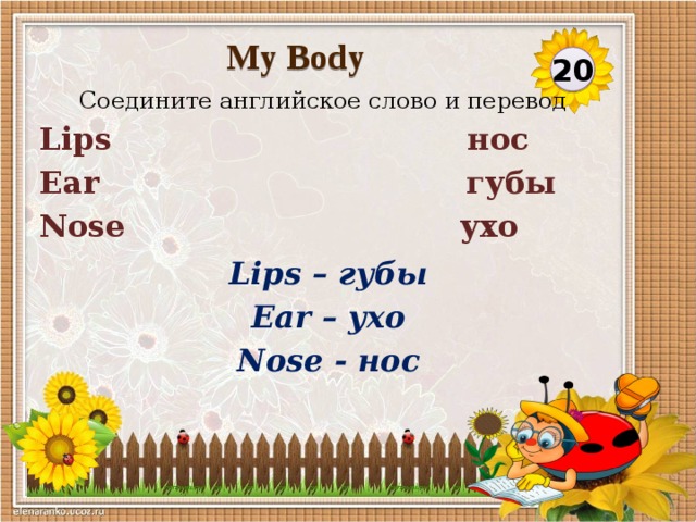 My Body 20 Соедините английское слово и перевод Lips нос Ear губы Nose ухо Lips – губы Ear – ухо Nose - нос