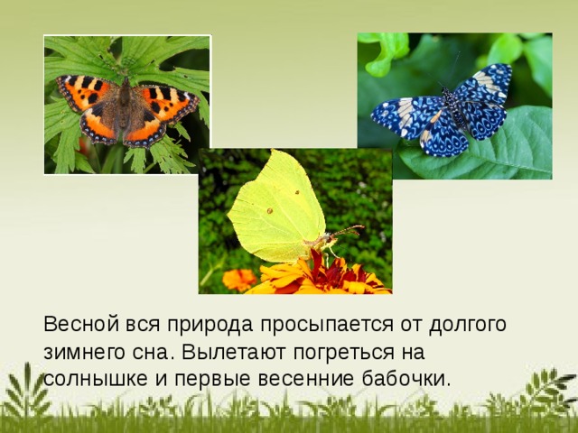 Весной вся природа просыпается от долгого зимнего сна. Вылетают погреться на солнышке и первые весенние бабочки.