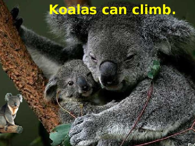 Koalas can climb.