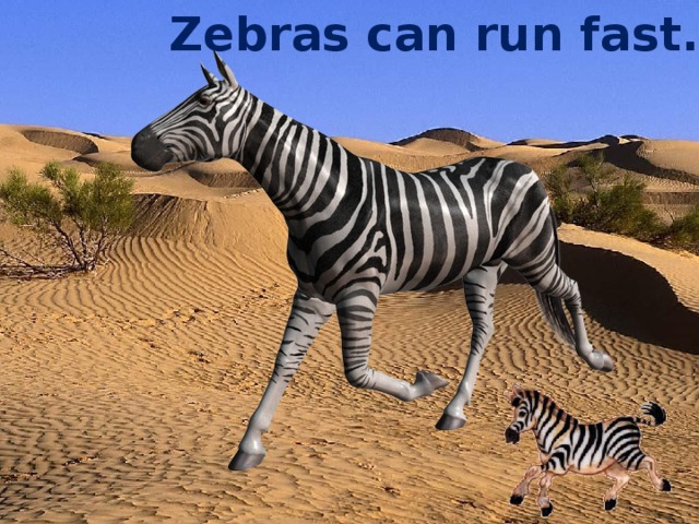 Zebras can run fast.