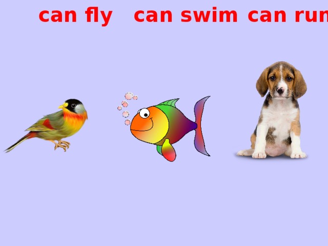 can run can swim can fly