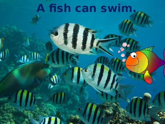 A fish can swim.