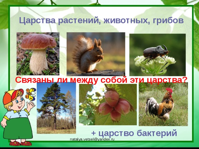 Царства растений, животных, грибов Связаны ли между собой эти царства? + царство бактерий natalya.vetsel@yandex.ru