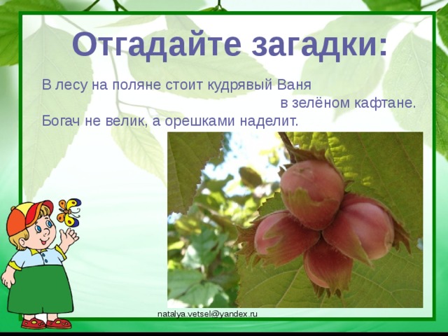 Отгадайте загадки: В лесу на поляне стоит кудрявый Ваня  в зелёном кафтане. Богач не велик, а орешками наделит. natalya.vetsel@yandex.ru