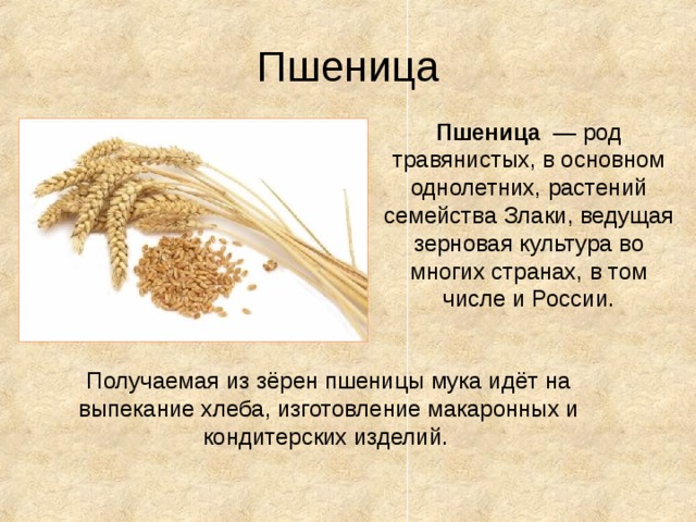Пшеница Пшеница  — род травянистых, в основном однолетних, растений семейства Злаки, ведущая зерновая культура во многих странах, в том числе и России. Получаемая из зёрен пшеницы мука идёт на выпекание хлеба, изготовление макаронных и кондитерских изделий.