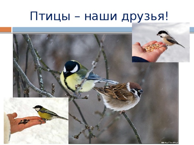 Птицы – наши друзья!