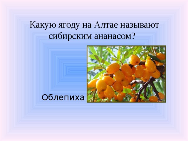Какую ягоду на Алтае называют сибирским ананасом? Облепиха