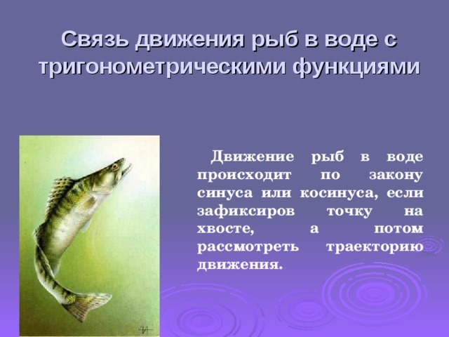 Связь движения рыб в воде с тригонометрическими функциями Движение рыб в воде происходит по закону синуса или косинуса, если зафиксиров точку на хвосте, а потом рассмотреть траекторию движения.