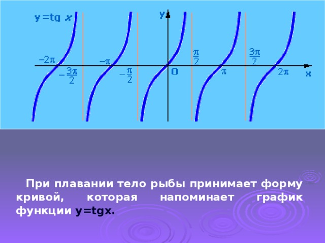 При плавании тело рыбы принимает форму кривой, которая напоминает график функции y=tgx.