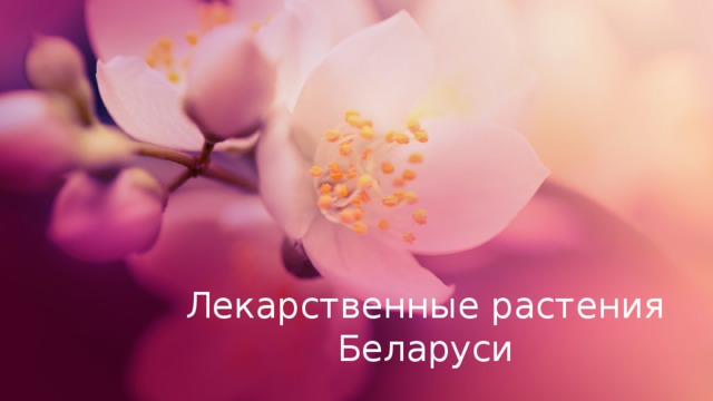 Лекарственные растения Беларуси