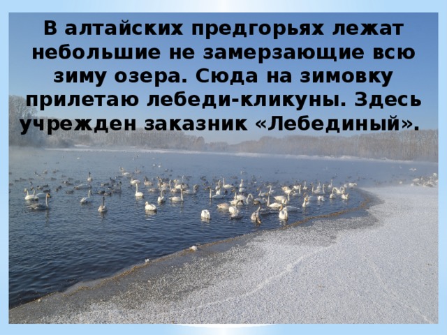 В алтайских предгорьях лежат небольшие не замерзающие всю зиму озера. Сюда на зимовку прилетаю лебеди-кликуны. Здесь учрежден заказник «Лебединый». 