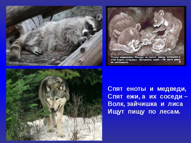 Спят еноты и медведи, Спят ежи, а их соседи – Волк, зайчишка и лиса Ищут пищу по лесам.