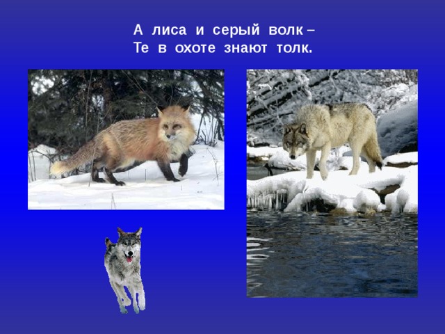 А лиса и серый волк – Те в охоте знают толк.