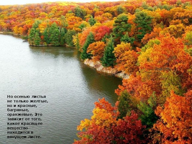Но осенью листья не только желтые, но и красные, багряные, оранжевые. Это зависит от того, какое красящее вещество находится в вянущем листе.