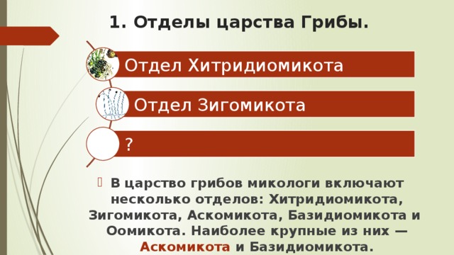 1. Отделы царства Грибы. Отдел Хитридиомикота Отдел Зигомикота ?