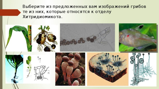 Выберите из предложенных вам изображений грибов те из них, которые относятся к отделу Хитридиомикота.
