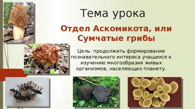 Тема урока Отдел Аскомикота, или Сумчатые грибы Цель: продолжить формирование познавательного интереса учащихся к изучению многообразия живых организмов, населяющих планету.