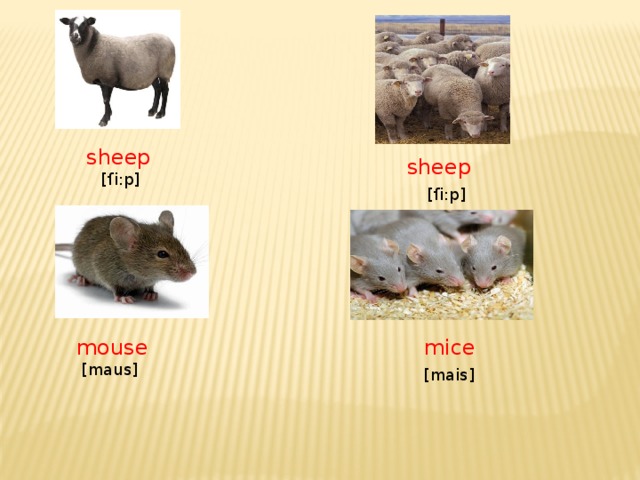 sheep  [ſi:p]  sheep  [ſi:p] mouse  mice  [maus]  [mais]