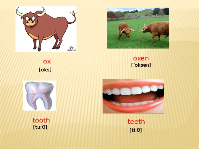 oxen  [‘oks ən ]  ox  [oks]  tooth  [tu:θ]  teeth  [ti:θ]