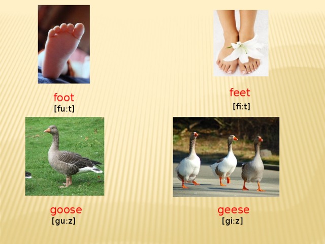 feet  [fi:t]  foot  [fu:t]  goose  geese  [gu:z]  [gi:z]