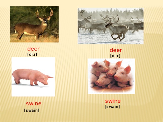 deer  [di: r ]  deer  [di:r]  swine  [swain]  swine  [swain]