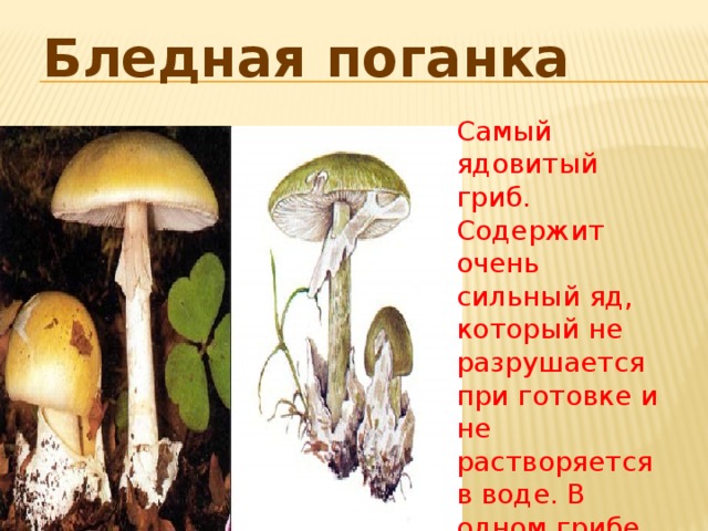 Бледная поганка Самый ядовитый гриб. Содержит очень сильный яд, который не разрушается при готовке и не растворяется в воде. В одном грибе яда достаточно, чтобы убить трех – четырех человек.