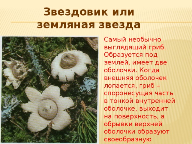 Звездовик или земляная звезда Самый необычно выглядящий гриб. Образуется под землей, имеет две оболочки. Когда внешняя оболочек лопается, гриб – споронесущая часть в тонкой внутренней оболочке, выходит на поверхность, а обрывки верхней оболочки образуют своеобразную «звезду» с 5 – 10 «лучами». Окраска этого гриба бывает разной – желтая, белая, розовая, и других цветов.