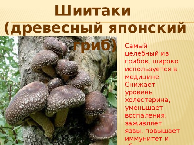 Шиитаки (древесный японский гриб) Самый целебный из грибов, широко используется в медицине. Снижает уровень холестерина, уменьшает воспаления, заживляет язвы, повышает иммунитет и обладает многими другими полезными свойствами.