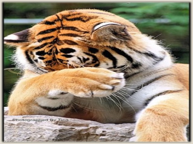 Интересные факты из жизни тигров