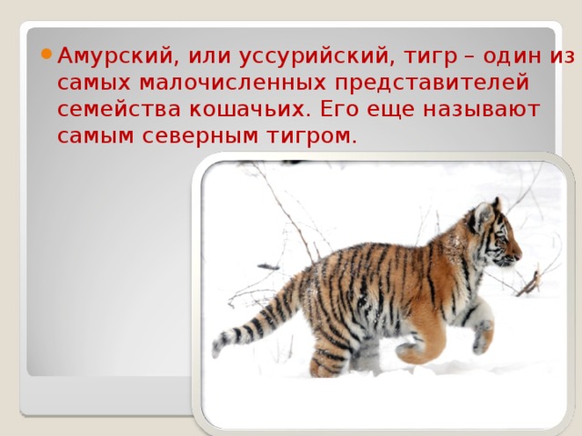 Амурский, или уссурийский, тигр – один из самых малочисленных представителей семейства кошачьих. Его еще называют самым северным тигром.
