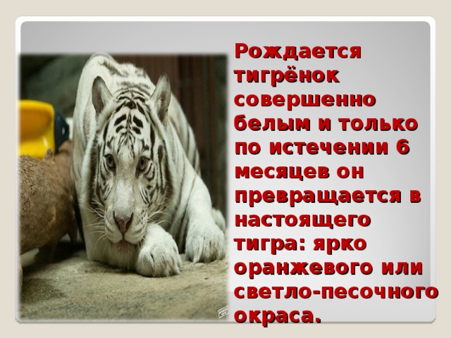 Рождается тигрёнок совершенно белым и только по истечении 6 месяцев он превращается в настоящего тигра: ярко оранжевого или светло-песочного окраса.