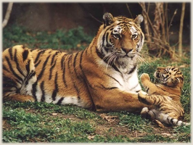 Амурские тигры живут поодиночке. Но самки спят вместе со своими тигрятами.