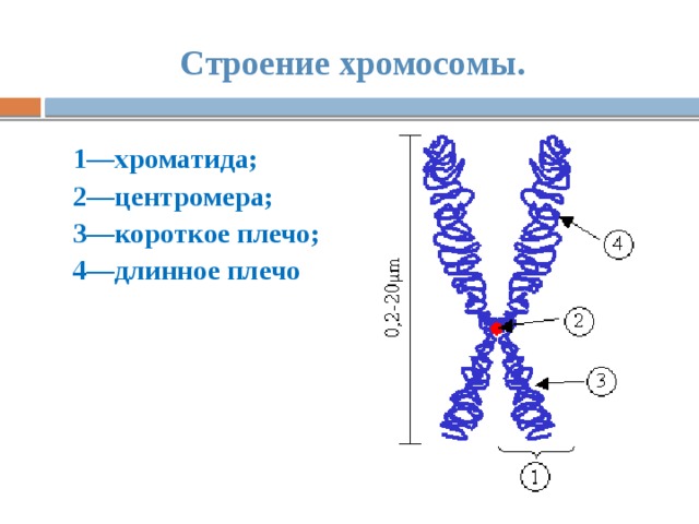 Строение хромосомы. 1—хроматида; 2—центромера; 3—короткое плечо; 4—длинное плечо