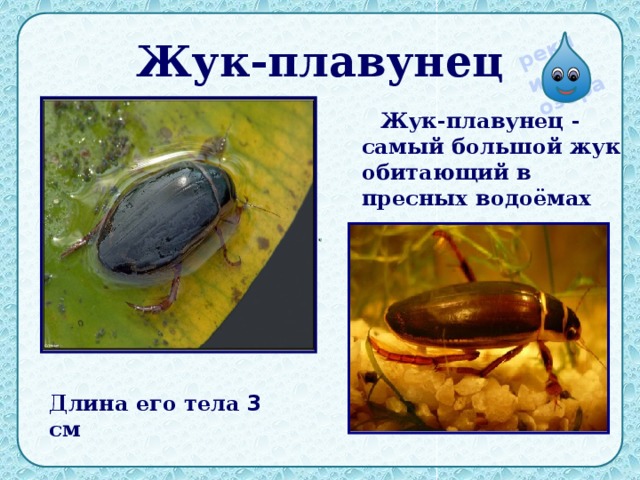 Жук-плавунец  Жук-плавунец - самый большой жук обитающий в пресных водоёмах Длина его тела 3 см