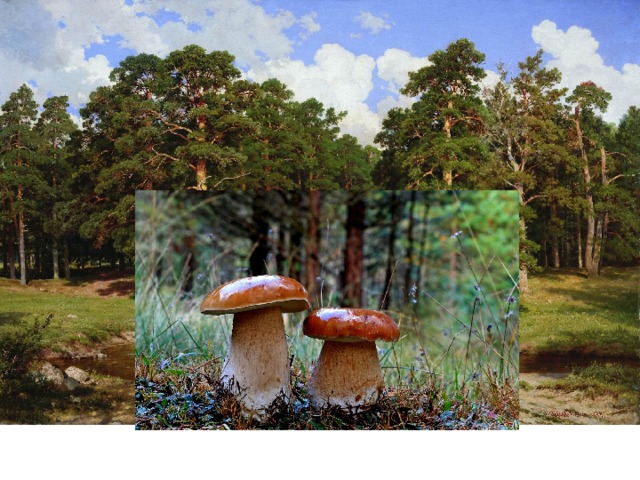 Прочитайте текст. О чём текст? Озаглавим. Грибы    Какие грибы в корзинке у Гали? А вы знаете как выглядит боровик? А почему так называется? Какой лес называют бором? Сосновый бор.