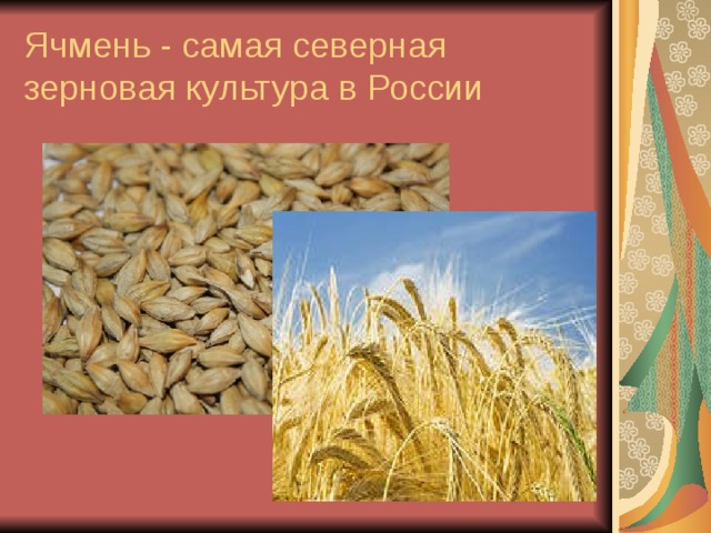Ячмень - самая северная зерновая культура в России