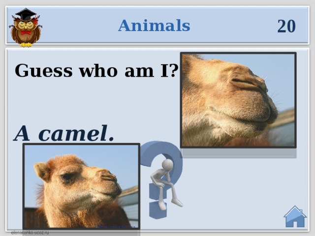 20 Animals Guess who am I?   A camel.