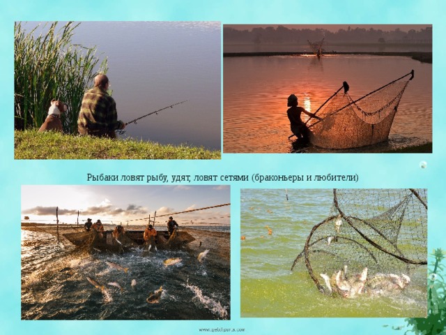 Рыбаки ловят рыбу, удят, ловят сетями (браконьеры и любители)