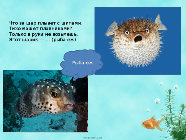 Презентация для дошкольников рыбы морские и речные