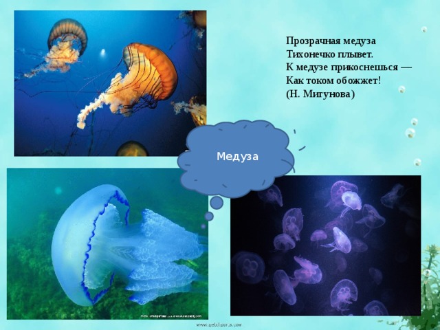 Прозрачная медуза   Тихонечко плывет.   К медузе прикоснешься —  Как током обожжет!   (Н. Мигунова)  Медуза