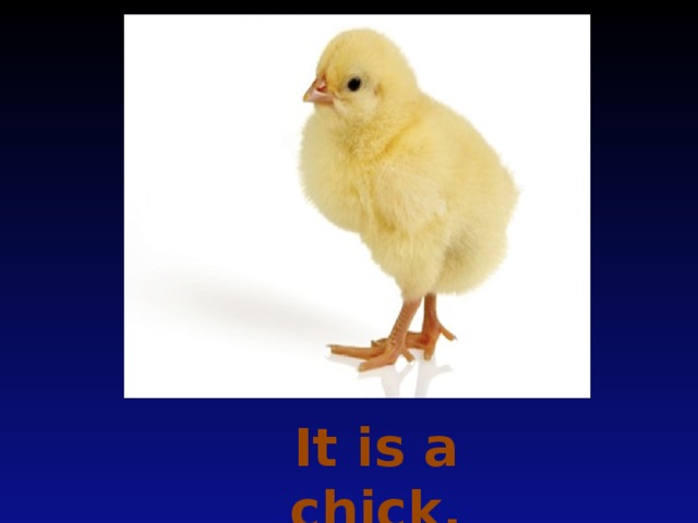 It is a chick.