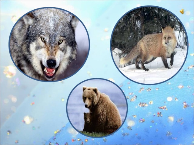 Хорошо, когда у животных есть теплая шерсть, тогда зимой им совершенно не холодно. Некоторые, например медведи, волки, лисы очень любят зиму, их теплая шерсть и плотный подшерсток создают им уют и комфорт .