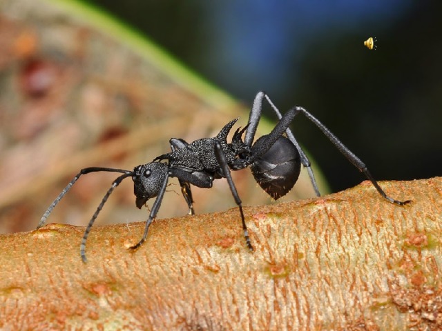 А черные муравьи так и вовсе не боятся мороза. В их организме на морозе образуется защитное средство - глицерин. Попадая в любую жидкость (и в кровь тоже), он не дает ей замерзнуть.