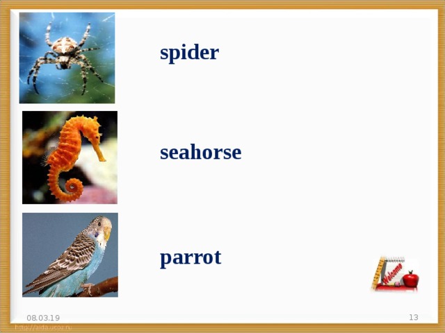 spider seahorse  parrot 08.03.19
