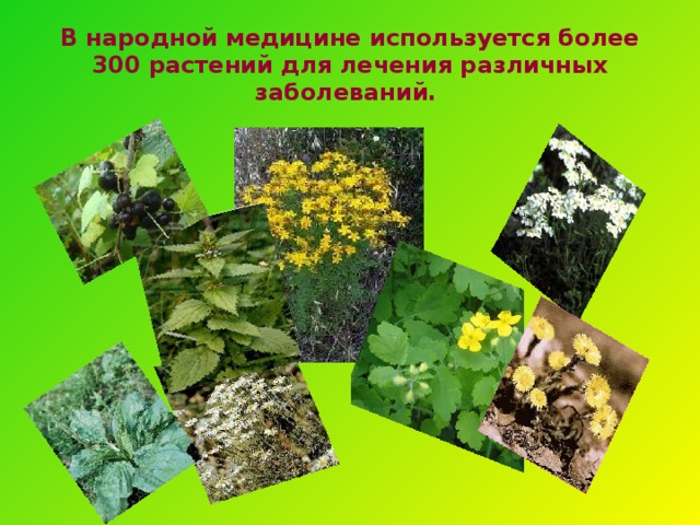 В народной медицине используется более 300 растений для лечения различных заболеваний. 3